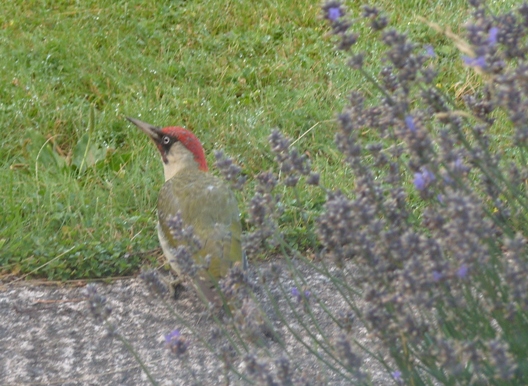 Birdwatching in Snowdonia