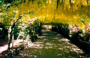 Laburnum Arch Bodnant Gardens