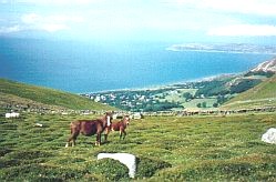 Wild ponies on the way to the Stone Circle